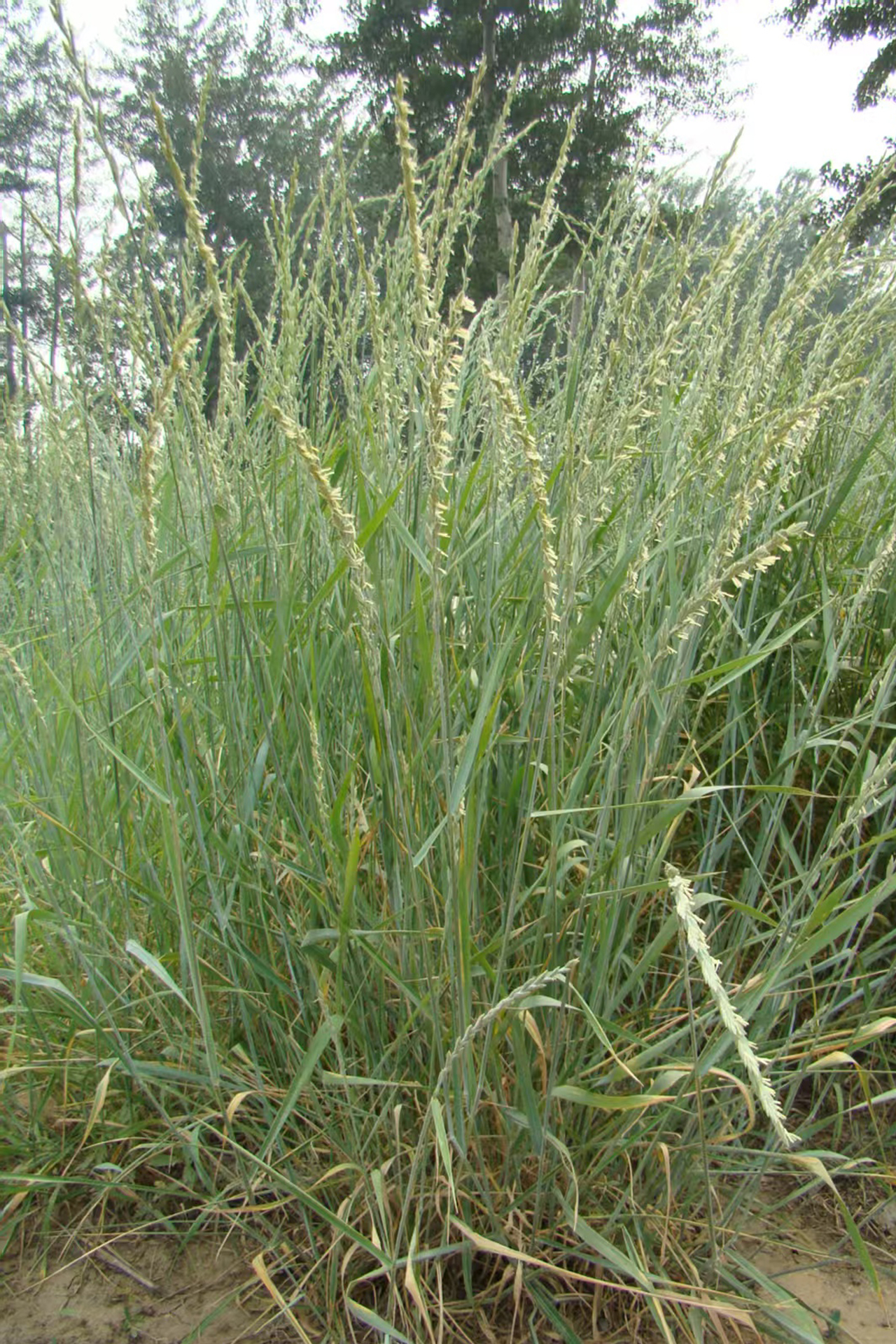 Thinopyrum intermedium